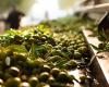 Sequía, baja producción y aumento de precios: el aceite de oliva virgen extra europeo está en crisis. Así puede salvarnos Sudamérica