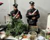 Catania | Invernadero con plantaciones de marihuana descubierto en una casa en desuso » Webmarte.tv