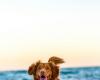 El Ayuntamiento de Ancona equipará un tramo de playa dedicado a los perros en Torrette