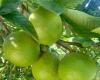 La bergamota de Reggio Calabria: un tesoro hortofrutícola internacional