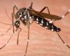 Mosquito tigre, advierte el experto: “Esperamos una ‘explosión’ en la proliferación de insectos. Es importante prestar atención al estancamiento”
