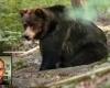 Trento, M49 y el oso Jj4 no serán derribados sino trasladados a la Selva Negra en Alemania