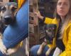 Brasil, el perro abraza la pierna del veterinario tras el rescate: “Me emocioné”