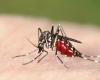 Alejandría: reportado mosquito tigre. ordenanza del alcalde