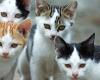 Nace el “Gattoparco Leone”, la primera zona de correr para gatos domésticos