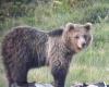 Los defensores de los derechos de los animales acusan a los osos, la provincia se defiende pero lleva a los tribunales la autopsia equivocada – Noticias