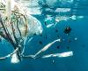 La jornada en Manfredonia: “Plástico y microplásticos: medio ambiente y salud”