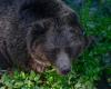 Los osos existen en Trentino y puedes conocerlos (y eso no significa que haya que matarlos)