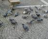 Alemania, en Limburg an der Lahn, ganó el referéndum para matar todas las palomas