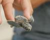 Anidación de tortugas marinas en Liguria: qué hacer y cómo comportarse en caso de avistamiento