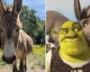 El burro Perry que inspiró a Donkey de “Shrek” cumple 30 años y recibe un regalo muy especial