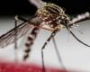 Fiebre de Oropouche, el primer caso europeo en el Véneto: el virus del Amazonas se transmite por picaduras de insectos