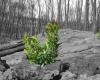 Rotary dona dos mil árboles para reforestar el Vesubio y las zonas destruidas por el incendio de 2017