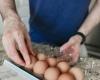4 huevos al día durante 30 días: esto es lo que pasó
