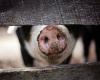 Se firma una nueva ordenanza sobre la peste porcina en Lombardía – VareseInLuce.it