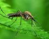 Mosquitos, llega una ordenanza del municipio de Varese para prevenir las picaduras