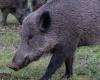 Peste porcina: nueva ordenanza en Lombardía para reforzar las actividades de despoblación de jabalíes