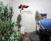 Acireale, la ‘casa de la droga’ en Guardia Mangano: encontradas 60 plantas de cannabis. Dos detenidos (VIDEO)