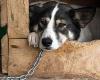 Orden inmediata contra los “perros encadenados”: el Valle de Aosta bajo presión – Valledaostaglocal.it