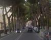 Carrara, Lipu: «Los pinos en las ciudades y a lo largo de las carreteras siempre han estado ahí, desde tiempos históricos»