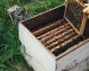 La región de Toscana en apoyo de los apicultores licita por más de 1 millón de euros