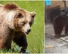 Dos osos avistados en Val di Sole en unos días. El Ayuntamiento de Malè quiere “intervenciones urgentes”