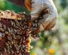 Grave crisis en el sector apícola. Los apicultores lucanos piden apoyo y protección a la Región de Basílicata – Ondanews.it