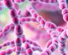 Streptococcus, escasez de antibióticos para combatir el auge de infecciones. Federfarma: “Equivalentes tan eficaces como los de marca”