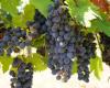 EVENTO ONLINE – ¿Cómo les va a los viñedos venecianos? Comparación del estado fitosanitario y vegetativo – Defensa y control de malezas
