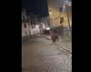Trento, el oso deambula por Malè después de la fiesta escolar