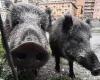 Jabalíes, Liguria asediada por jabalíes, Génova, la provincia con mayor número de casos de peste porcina