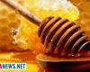 “En Basílicata este año la producción de miel es casi nula”. esta es la ultima noticia