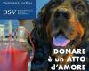 El llamamiento de la Universidad de Pisa: “Traed a vuestros perros y gatos a donar sangre”