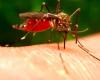 Dengue, virus transmitidos por mosquitos: no hay alarma en Apulia