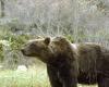 Comienza la campaña provincial de seguridad en Trentino: cinco mil carteles para informar sobre “zonas de osos” – Noticias