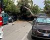Miedo en las calles: un gran pino se estrella contra los coches aparcados – Teramo