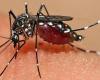 Alarma por el virus de los mosquitos en Apulia, viróloga Chironna: “Es necesaria la prevención”