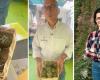De Lombardía a Calabria para dirigir la empresa familiar que produce las raras alcachofas silvestres espinosas
