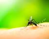 En Puglia se pone en marcha el plan de prevención contra los virus transmitidos por mosquitos: “No hay alarma en la región”