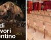 Grandes carnívoros en Trentino, velada informativa organizada por las asociaciones el viernes 21 de junio en Trento