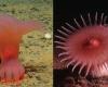 En el fondo del océano, investigadores han encontrado animales nunca antes vistos: uno se parece al Demogorgon