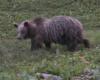 Ejemplar de oso en el este de Trentino después de dos años de ausencia