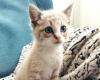 Enpa Vicenza lanza un llamamiento a la adopción: 163 gatos estancados y decenas de voluntarios implicados