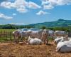 Toscana, llegan 3 millones de euros para el bienestar animal – Economía y política