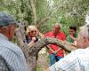Productores de champán visitando los olivares de Olivola con Cia Alessandria. Seis agricultores franceses exploran el cultivo del olivo en el Piamonte