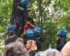 El vídeo de las protestas en el parque Don Bosco de Bolonia: activistas en la tala de árboles