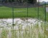 La paradoja de Pavía. “Ecoterroristas” destruyen un campo de arroz modificado que supuestamente reduciría el uso de pesticidas