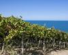 El vino de Abruzzo se promociona en Japón, China y Estados Unidos