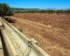 Sequía en Sicilia, el alcalde de Cammarata requisa un pozo para salvar a miles de animales: “No pueden morir de sed”