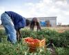 «Trabajo agrícola de calidad, es necesario más debate contra el gangmastering»